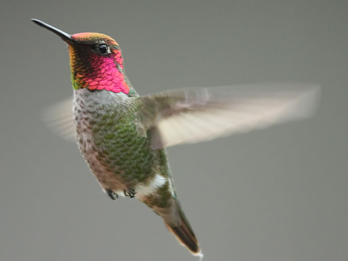 “飞行的宝石”美洲安娜蜂鸟