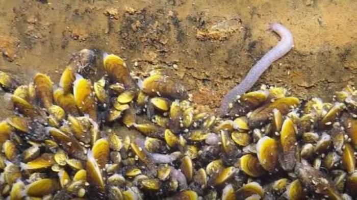 贻贝科动物和蠕虫与死亡湖中细菌共生。