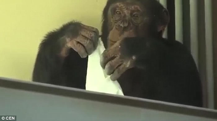 俄罗斯罗斯托夫动物园母黑猩猩Elya每天都认真清理窗户打扫地板