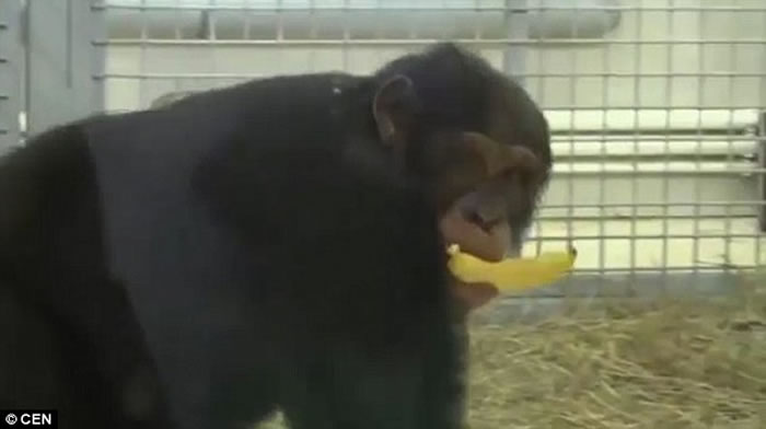 俄罗斯罗斯托夫动物园母黑猩猩Elya每天都认真清理窗户打扫地板
