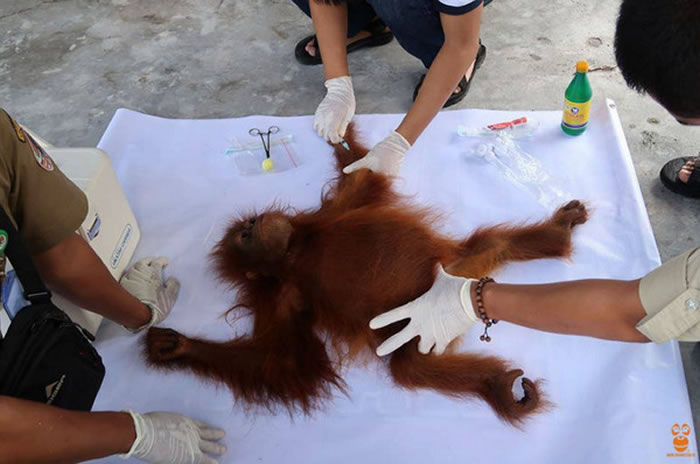 医护人员帮猩猩检查身体状况