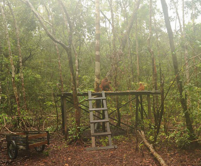 森林破坏让许多物种失去栖息地