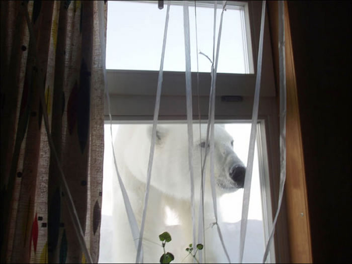 北极熊因为主食受到人类的扑杀 开始会到当地居民家中找食物