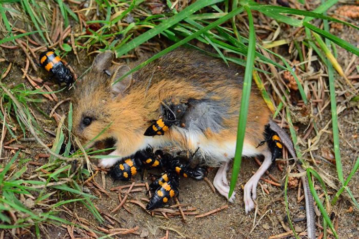 埋葬虫正准备掩埋一只跳囊鼠。 PHOTOGRAPH BY DARLYNE A. MURAWSKI， NATIONAL GEOGRAPHIC