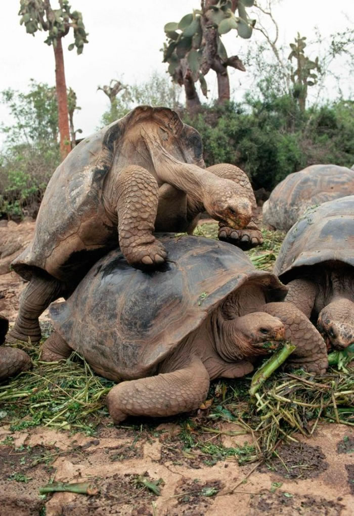达尔文研究中心的巨型陆龟正在交配。