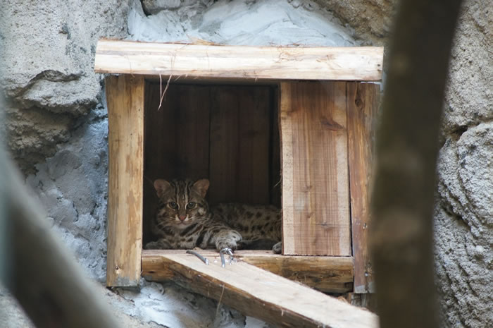 石虎不是虎斑貓