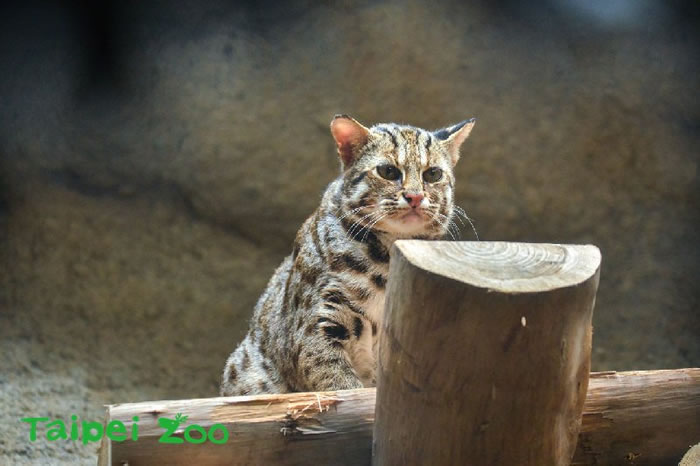 石虎不是虎斑貓