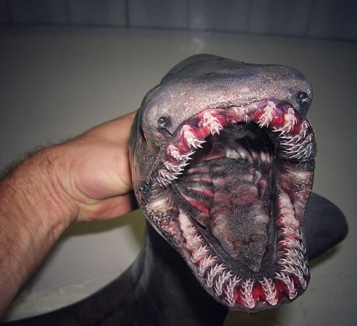 皱鳃鲨外貌狰狞。