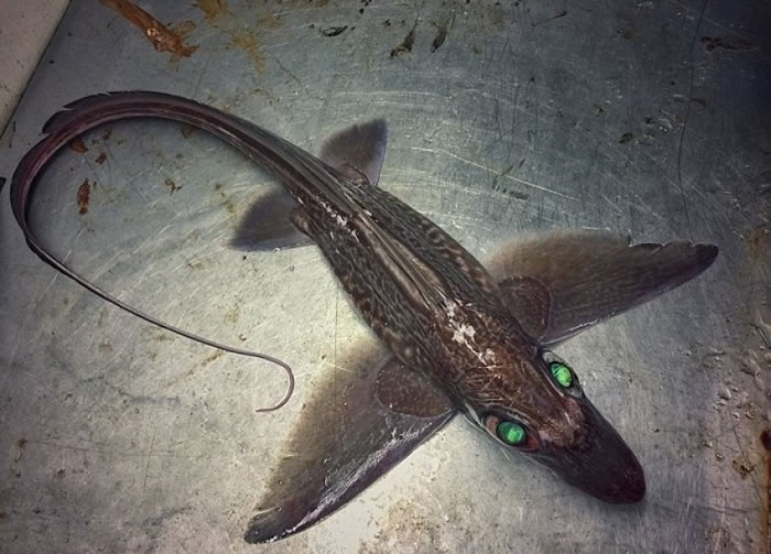 一条拥有绿色眼睛的鲨鱼。