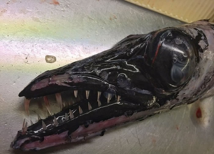 黑色长形身躯加上利齿,外型跟常见的海洋生物分别甚大。