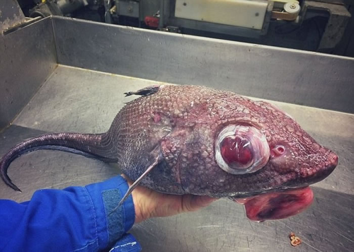 这条鱼的眼睛极为庞大。