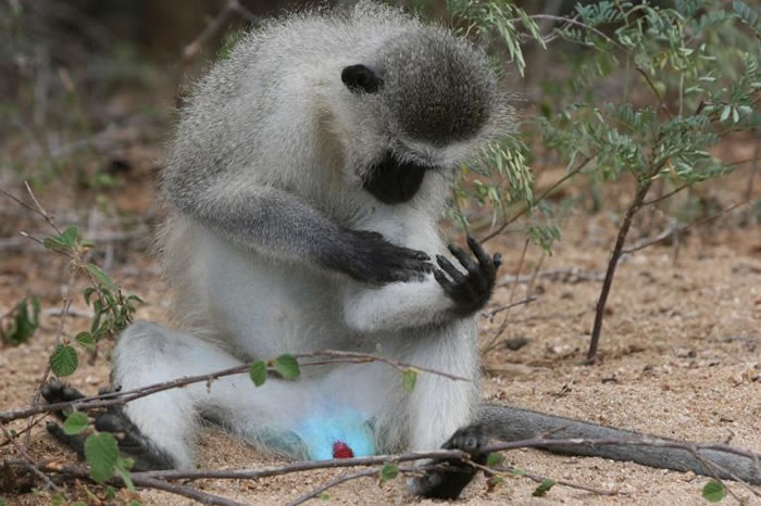 非洲分布最广泛的猴子──黑面长尾猴( C. pygerythrus ),生活在非洲撒哈拉沙漠以南的地区。 PHOTOGRAPH BY GON
