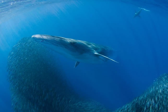 布氏鲸属于须鲸科。