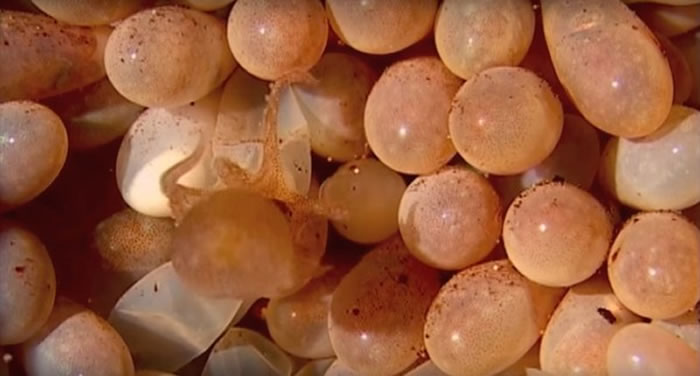 章鱼宝宝们破壳的瞬间，令人感到无比惊奇。