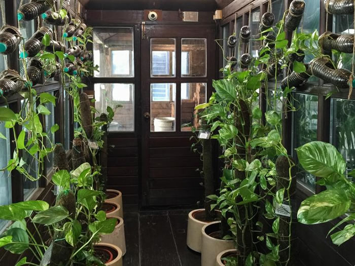 帕哈普尔商务中心的温室主要栽种三种植物:槟榔树、虎尾兰和黄金葛。 PHOTOGRAPH BY WENDY KOCH