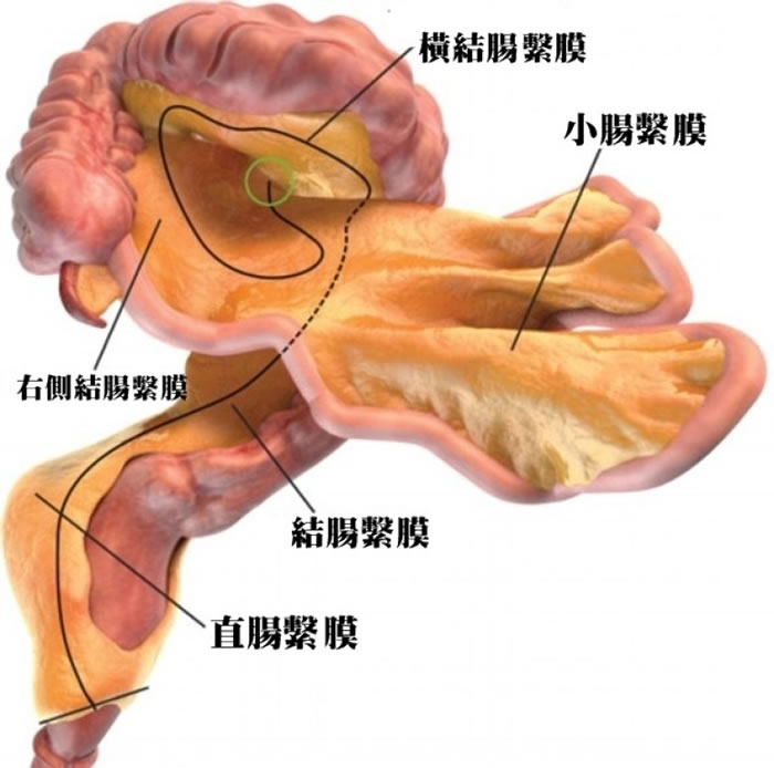 肠系膜被视为新器官。
