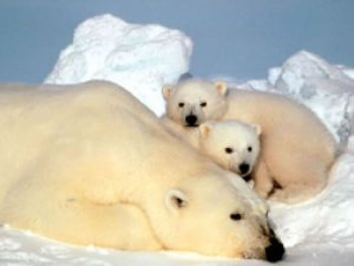 化合物污染令大小北极熊生命受威胁。
