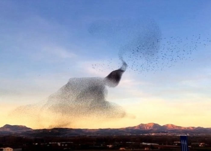 网民指片段中的是椋鸟群(图)。(资料图片)