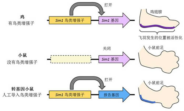 Sim1鸟类增强子使飞羽的发生位置活性化：Sim1基因在鸟类以外的动物中也存在，并且与中枢神经系统等作用有关。但是鸟类的Sim1基因由于有鸟类特异性增强子的存在