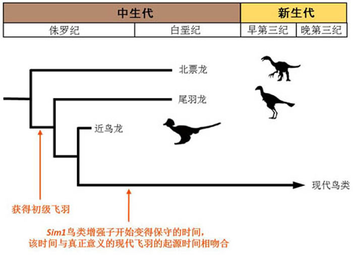Sim1鸟类特异的增强子是在恐龙时代获得的：根据化石记录推定，鸟类约在1亿7千多年前侏罗纪时期获得初级的飞羽。而这个增强子约在1亿4千年前开始受到强烈的自然选择