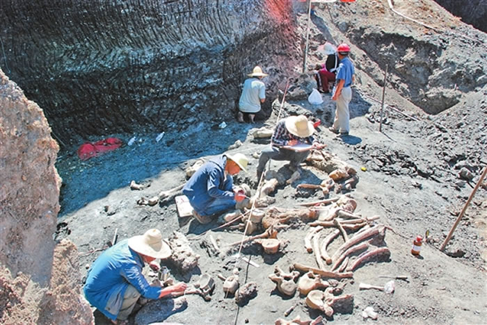 剑齿象骨骼化石出土现场