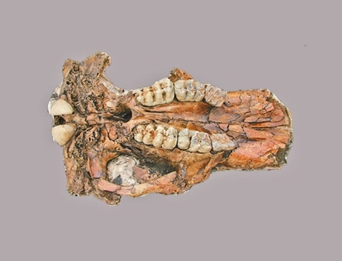 最早的中华象化石