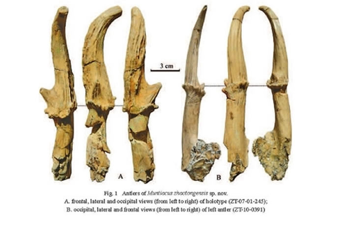昭通麂新种角化石