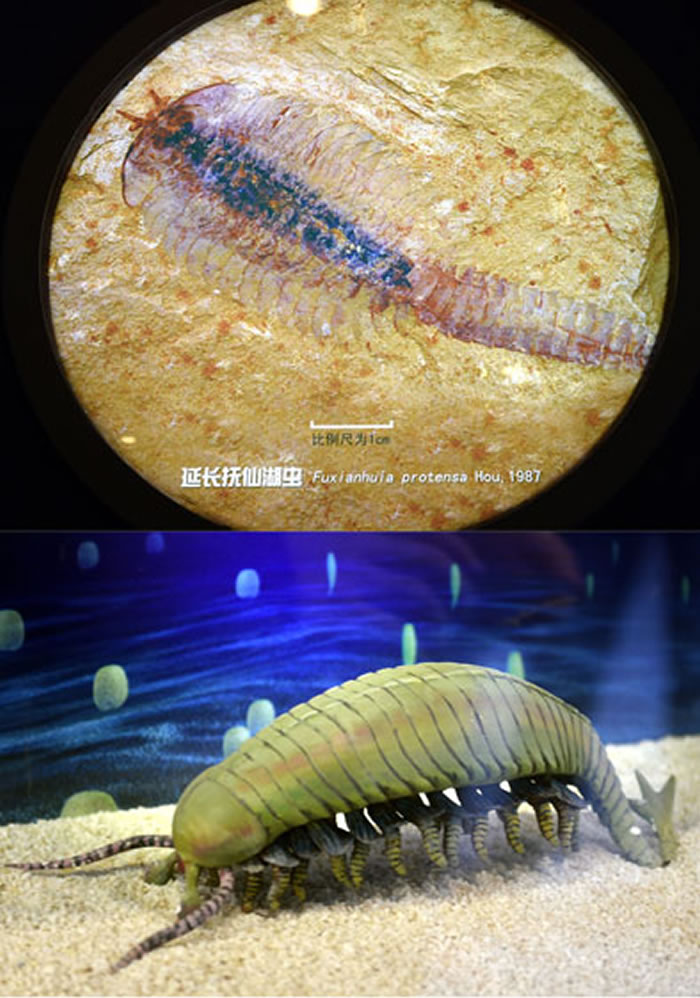 延长抚仙湖虫化石图片和复原模型