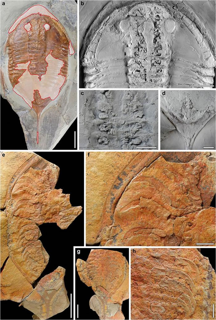 Megistaspis hammondi化石样本可清晰看到脚的遗迹,让科学家可从它们的形状比对相同时期的脚印化石。 PHOTOGRAPH COURTESY