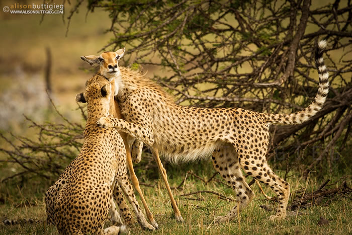 高角羚面对猎豹的攻击吓呆了，并非假故事中描述的凄美。