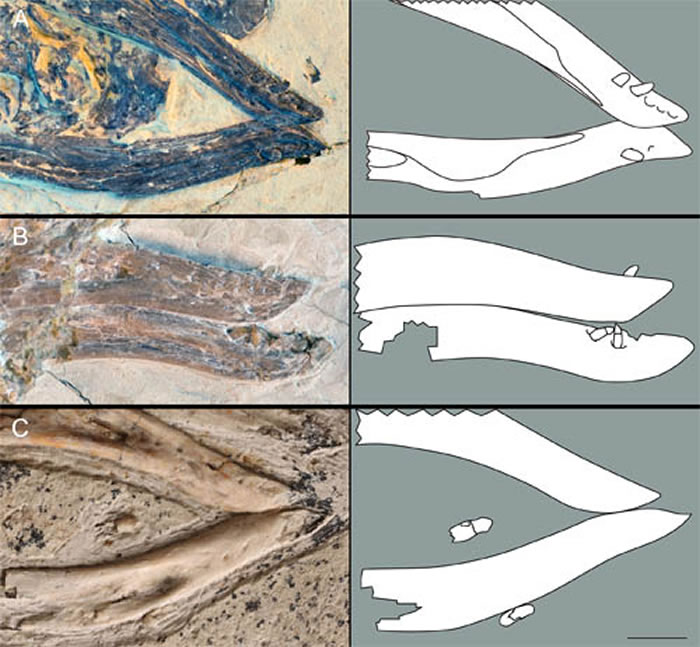 一些保存有下颌齿的会鸟标本&nbsp;（胡晗供图）