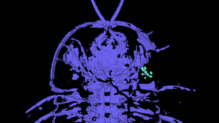化石证据显示三叶虫的生殖器在头部