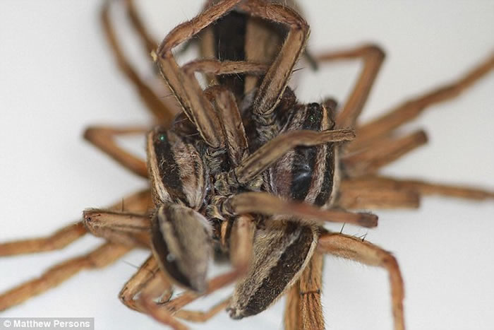 美国生物学家在家中后园发现有3只狼蛛玩3P 怀疑是雄性狼蛛为保命想出的阴谋