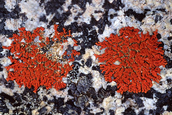 9幅图片带你领略进化的力量