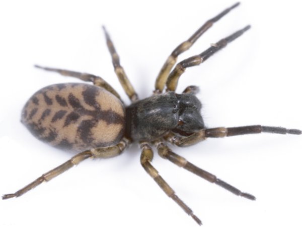 雾带蜘蛛：耗时800万年的环球航海之旅