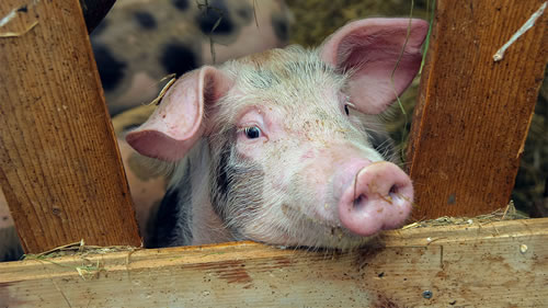 图片来源：kickers/iStockphoto