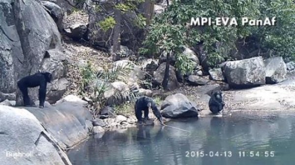 会使用工具捞水产吃的黑猩猩