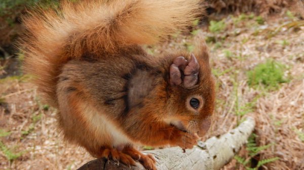 麻风病死灰复燃?英国松鼠已遭殃
