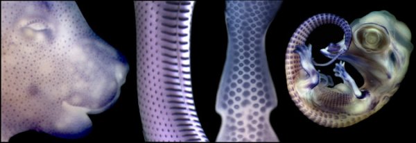 鳞片，羽毛和毛发实际上是同一个起源