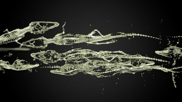 鳄鱼木乃伊肚子里竟然塞了47个小包装木乃伊