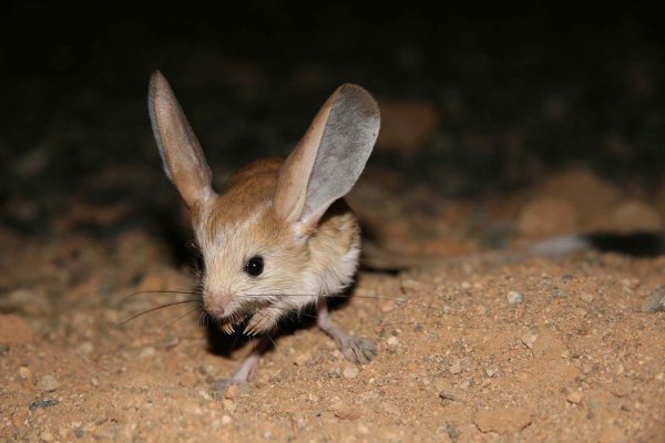 关于耳朵的10个事实真相