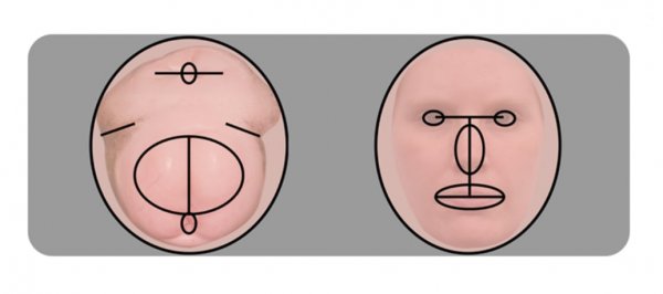 科学家说,我们的脑袋越来越像屁股