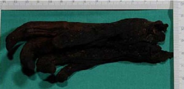 沼泽木乃伊:是失踪女孩还是古代女尸?