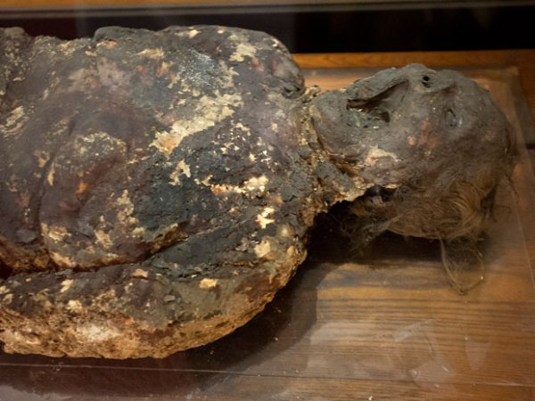 穆特博物馆最恐怖的12件展品