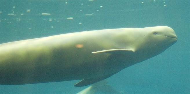 长江江豚为中国大陆特有的淡水哺乳动物。