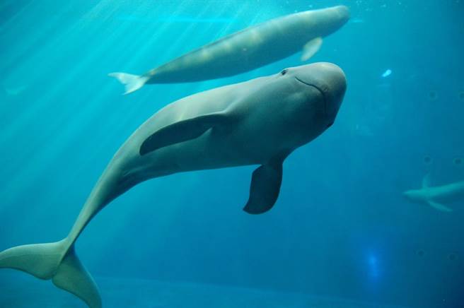 江豚被认为是“水中大熊猫”，又被称为“微笑天使”。