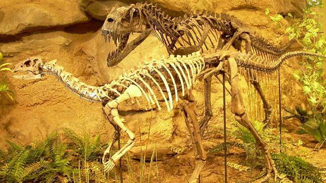 原来恐龙也会掉牙？专家揭密化石令人惊艳