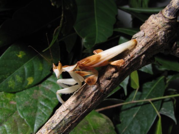 兰花螳螂为什么长得像兰花