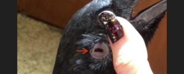 很奇怪,乌鸦的耳朵很奇怪