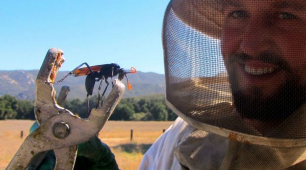 真的科学家，敢被各种毒虫咬一遍